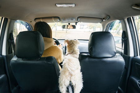 Woman driving a car with white dog sitting beside her enjoying the ride. Road trip, vacation, holidays, travel, adventureの写真素材