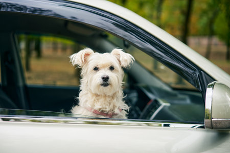 Cute fluffy dog looking out of car window. Road trip, travel conceptの写真素材