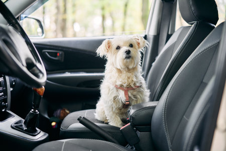 White fluffy dog sitting in car in the front passenger seat ready to travel. Traveling with pets conceptの写真素材