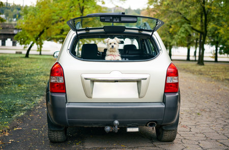 Cute funny dog looking out of open trunk in car looking attentive at camera. Road trip, vacation, holidays, travel conceptの写真素材