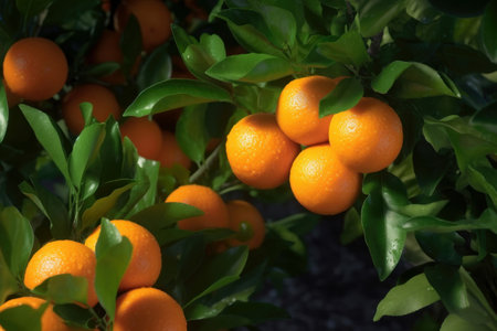 Close-up of ripe oranges hanging from a tree with green leaves in the background. Generative AIの素材