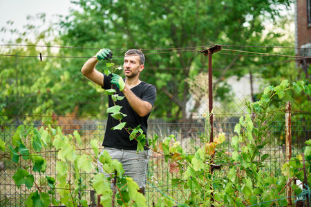 Handsome male winegrower working in his vineyard in summerの写真素材