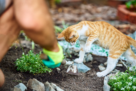 Gardener planting flowers in the garden with his catの写真素材