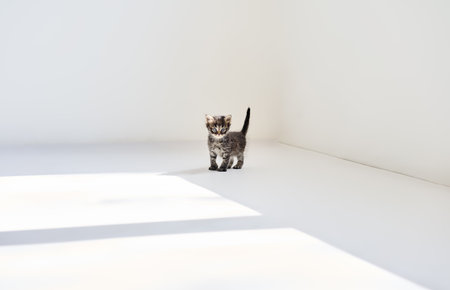 Playful small tabby kitten walking in white sunny room. Cute baby animalsの写真素材