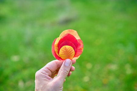 Colorful autumn leaves in hand on sunny day. beauty nature, autumn season concept