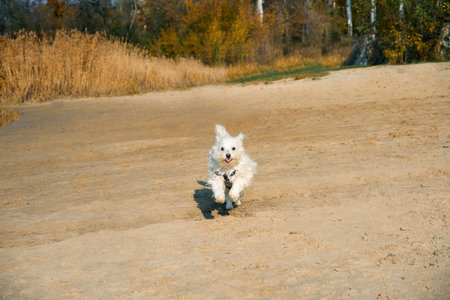 Happy white dog running on sunny sandy beach. Activity conceptの写真素材