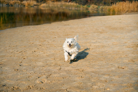 Happy white dog running on sunny sandy beach. Activity conceptの写真素材