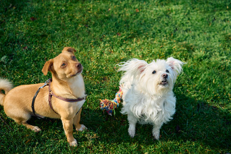 Portrait of cute happy dogs friends sitting on grass in green park on sunny dayの写真素材