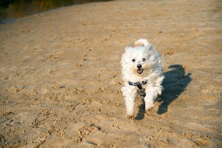 Happy white dog running on sunny sandy beach. Activity conceptの写真素材