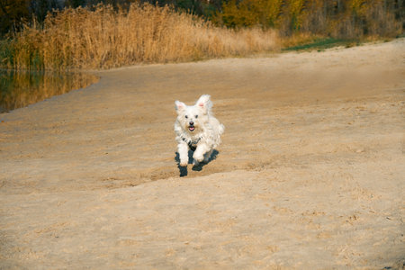 Happy white dog running on sunny sandy beach. Activity concept