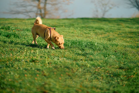 Brown dog sniffing grass in sunny meadow falling a track with copy spaceの写真素材