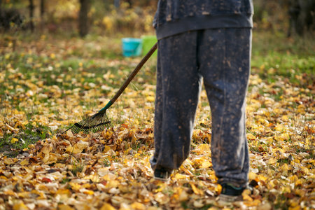 Young woman raking dry fallen leaves in sunny autumn garden backyard.の写真素材