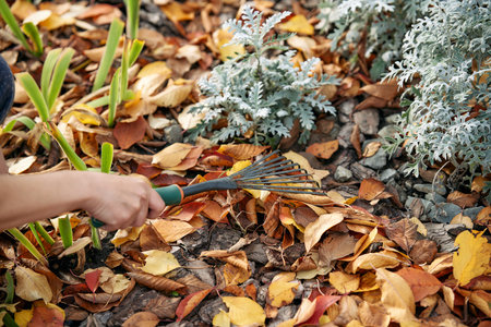 Close-up of hand using small garden rake to clear colorful, dry fallen leaves from a flowerbed...