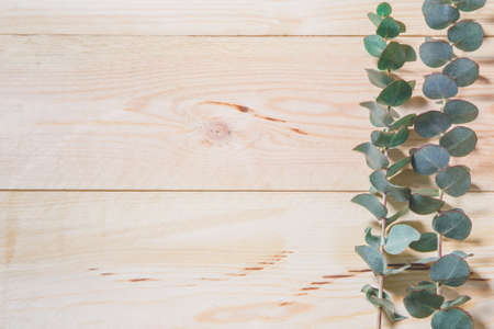 branches of eucalyptus on wooden boardsの写真素材