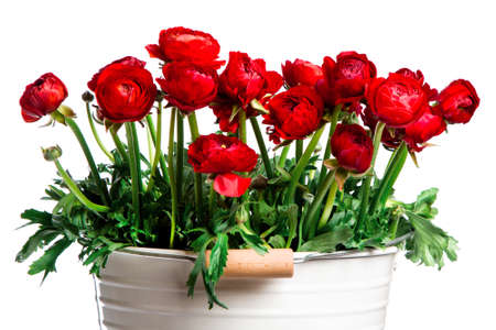 red Ranunculus white wind