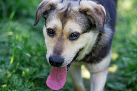 dog stuck out his long tongue close-up on a grass background