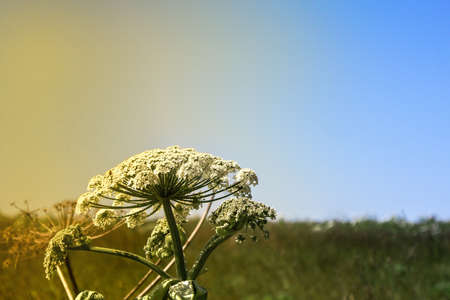 flowering plant heracleum sosnowskyi. close-up with sunlightの写真素材
