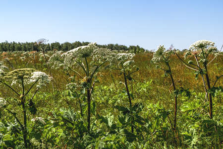 dangerous plant Heracleum sosnowskyi, individual plants in the field, flowers umbrellas, selective...