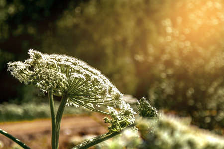Flowers on Hogweed Sosnowski project in the field, dangerous plant Heracleum sosnowsky, closeup, selective focus, sunlightの写真素材