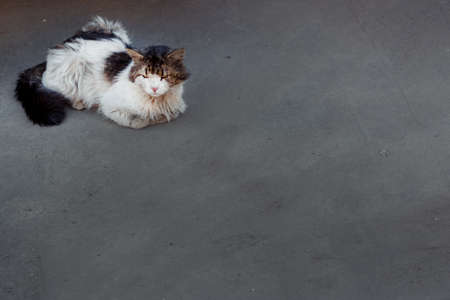 homeless cat on the pavement in the corner of the frameの写真素材