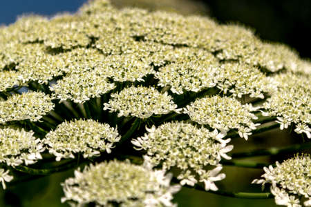 Giant Hogweed, plant of Giant Hogweed growing in garden. large flower view Heracleum