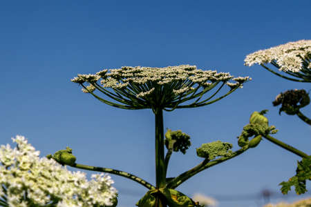 giant Hogweed. concept of environmental degradationの写真素材
