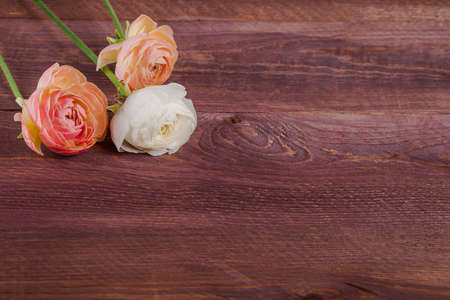 three colorful Ranunculus on wooden backgroundの写真素材