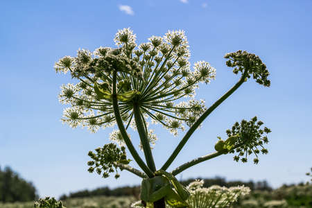 Giant inflorescence of Hogweed plant against blue sky. Latin name: heracleum sphondyl