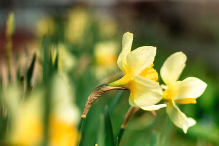 Macro photo nature blooming bud flower iris. Background opened bud of yellow iris. Flowers irises with yellow petals grow on the fieldの写真素材