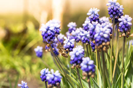 beautiful meadow Bright blue blossoms of Armenian muskari close-upの写真素材