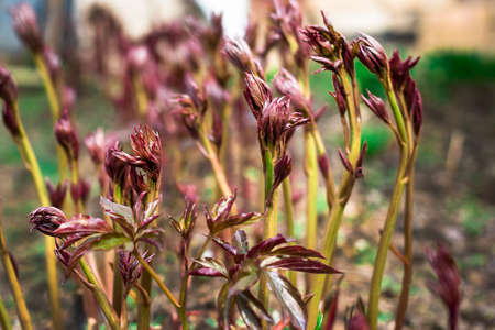 The young shoots of peony in the garden. Macro. The early spring shoots of the peony as the background or greeting cards. The peony grows. Young sprout with leaves. Peony seedlingsの写真素材