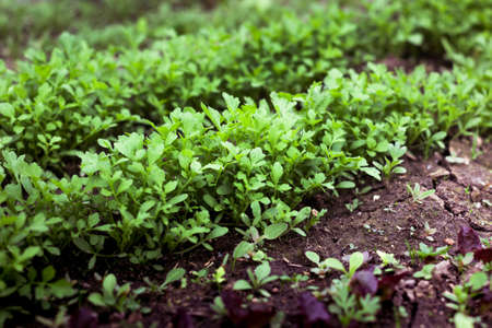 young green garden plants vegetables in the garden. close up. shallow depth of fieldの写真素材