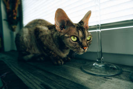 Beautiful adorable cat. Devon Rex is very adorable cat.