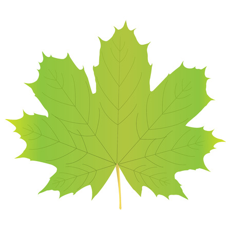 Vector illustration of leaveのイラスト素材