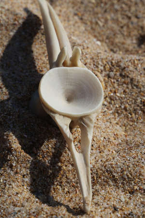 Some Bonito Dorsal Vertebra