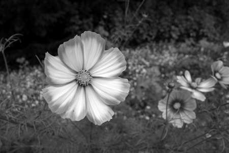 Cosmos bipinnatus - Garden cosmos - Bidens formosaの写真素材