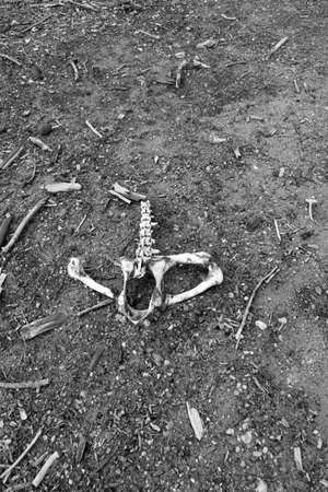 Boar bones at Torre del lago free beachの写真素材