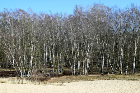 Ice Age Moorland with Dunes in Hamburg, Germanyの写真素材