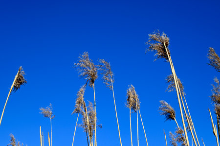 Agricultural crop in front of blue sky, Hamburg, Germany