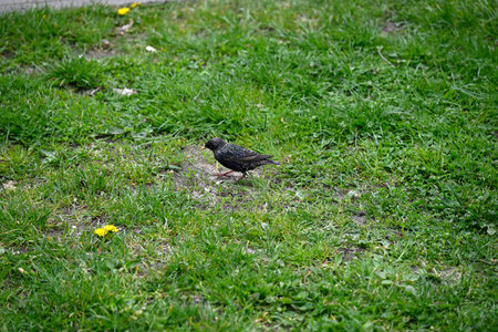 Single starling searching for food. Detail of Sturnus vulgaris searching for food in grassland.