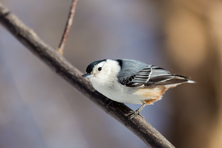 The white-breasted nuthatch is a small songbird of the nuthatch family which breeds in old-growth woodland across much of North America. It is a stocky bird, a large head, short tail, powerful billの写真素材