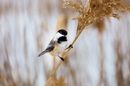 The black-capped chickadee  is a small, non migratory, North American songbird that lives in deciduous and mixed forests. It is a very underrated friendly bird that will gladly take food from hands.の写真素材