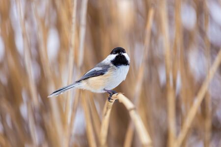 The black-capped chickadee  is a small, non migratory, North American songbird that lives in deciduous and mixed forests. It is a very underrated friendly bird that will gladly take food from hands.の写真素材