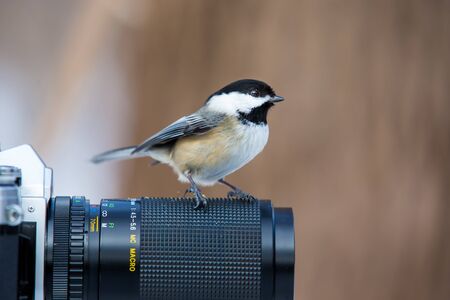 The black-capped chickadee  is a small, non migratory, North American songbird that lives in deciduous and mixed forests. It is a very underrated friendly bird that will gladly take food from hands.の写真素材
