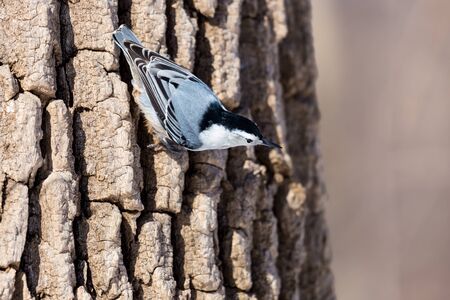 The white-breasted nuthatch is a small songbird of the nuthatch family which breeds in old-growth woodland across much of temperate North America. It is a stocky bird, with a large head, short tail.の写真素材