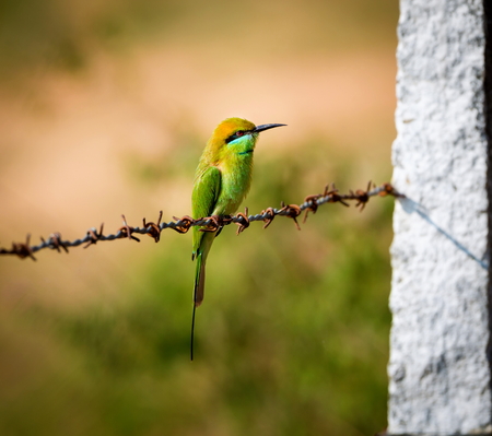 The green bee-eater sometimes little green bee-eater is a near perching bird in the bee-eater family. They are mainly insect eaters and they are found in grassland, thin scrub and forest .の写真素材