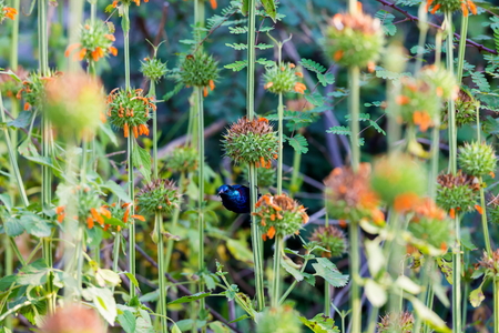 The purple sunbird is a small sunbird.の写真素材