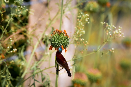 Male purple-rumped sunbird. This sunbird endemic to the Indian Subcontinent.