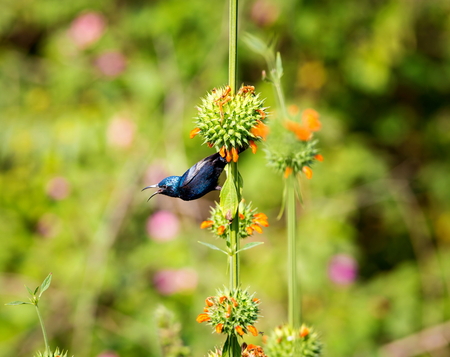 The purple sunbird is a small sunbird. Like other sunbirds they feed mainly on nectar, although they will also take insects especially when feeding young.の写真素材