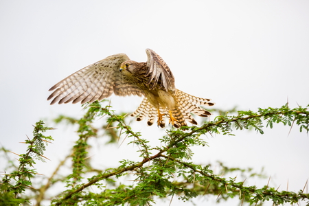 The common kestrel a bird of prey species belonging to the kestrel group of the falcon family. It is also known as the European kestrel, Eurasian kestrel, or Old World kestrel. In flight landing on a bush.の写真素材